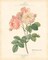 DETAILED FLORAL II Poster Print by Artique Studio - Item # VARPDXAX25944